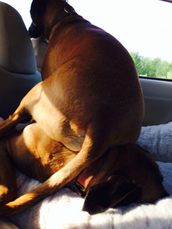 How Many Times Have I Told You To Move??