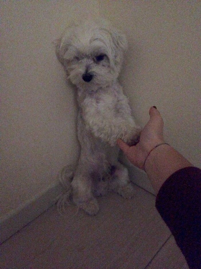 Hi,i'm Milo And This Is What I Do Every Time I Meet My Uman