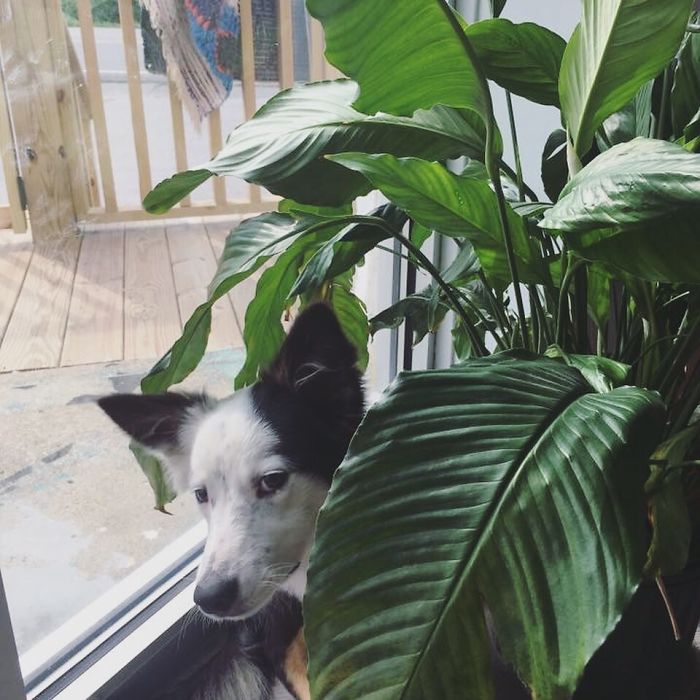 My Dog Does Her Best Sean Spicer Impersonation