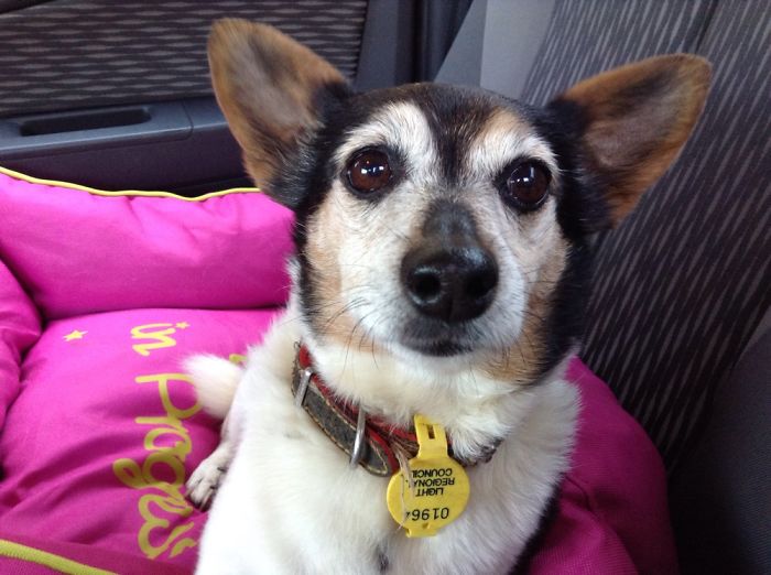 My Dog (Smooch) Warning: To Cute To Handle!!