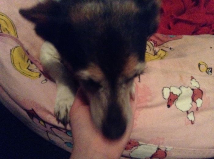 My Dog (Smooch) Warning: To Cute To Handle!!