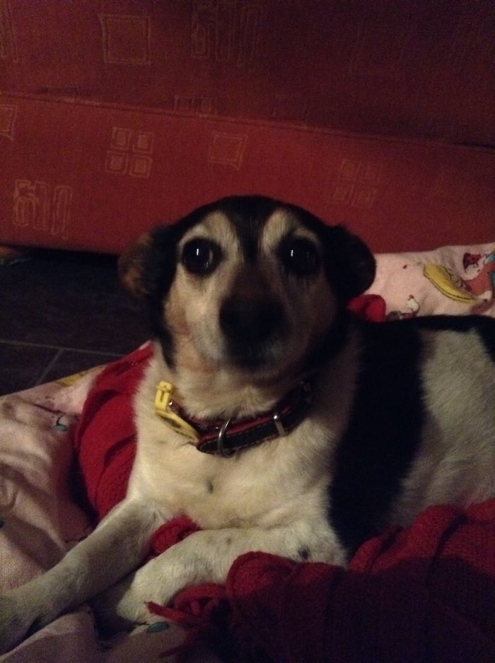 My Dog (Smooch) Warning: To Cute To Handle!!