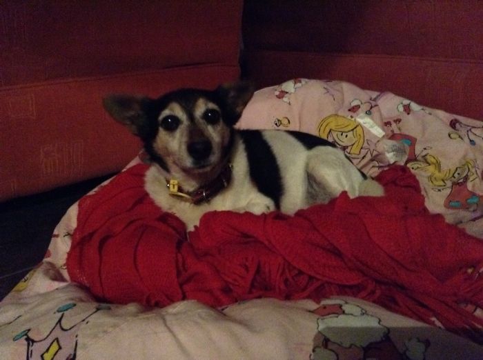 My Dog (Smooch) Warning: To Cute To Handle!!