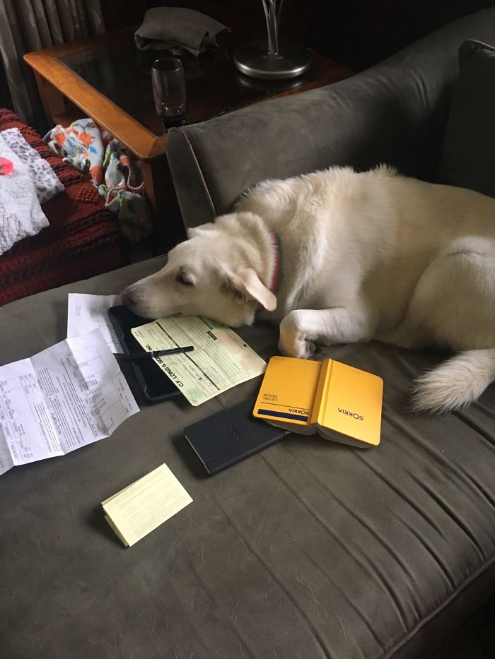 Does Napping Instead Of Working Count? Cause She Embodies My Laziness To A T.