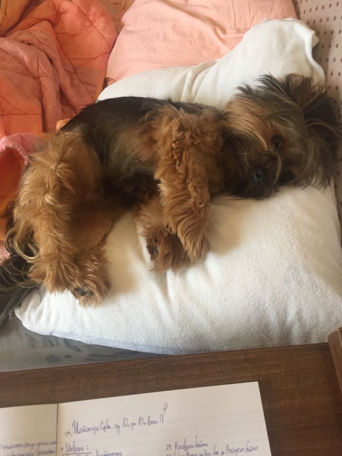 Just A Normal Pose For An Afternon Nap.