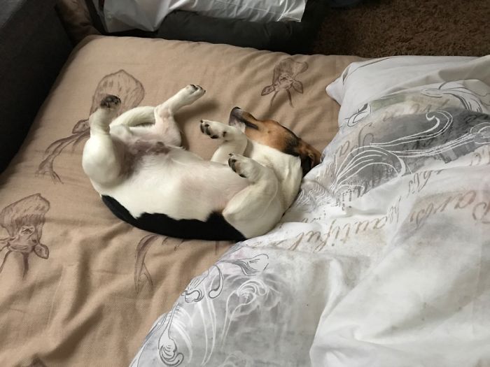 Sleeps Like A Human On His Back