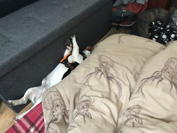 Like A Human Child, Sleeps Wedged In The Most Improbably Narrow Spots, Inches Away From His Bed