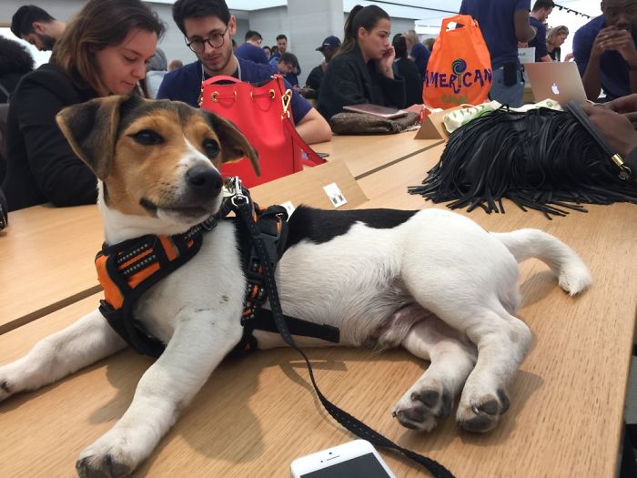 Waiting His Turn At The Apple Store Genius Bar