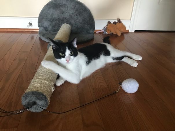 “Yup I Broke It, Say Something” #2crakittens