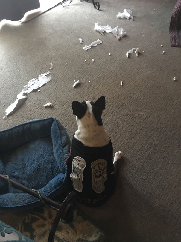 Guess I Should Have Expected Total Destruction Once I Put The Daryl Dixon T-Shirt On Her...