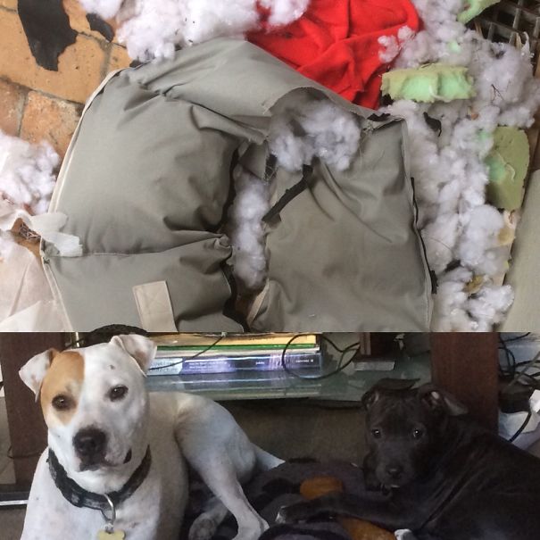 Expensive New Bed? Nah! It’s A Chew Toy Mom!