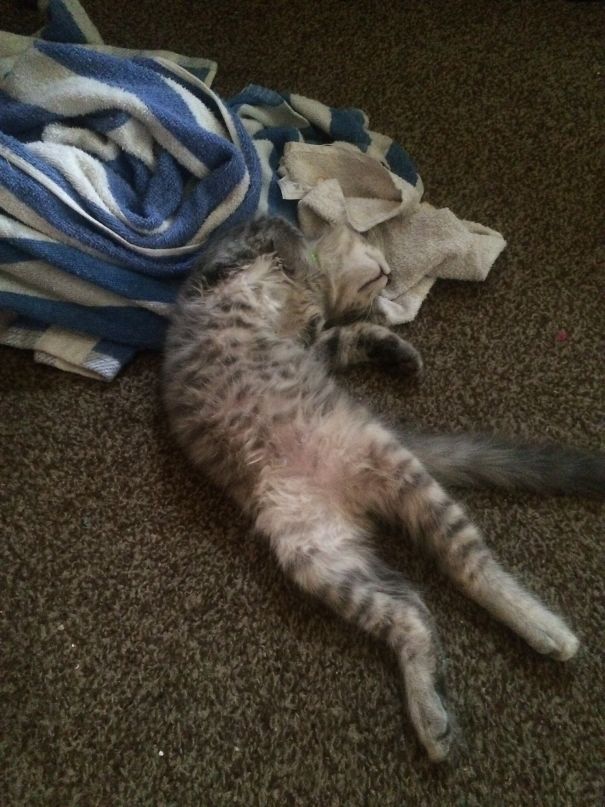 My Cat Sleeping With My Bathroom Towel