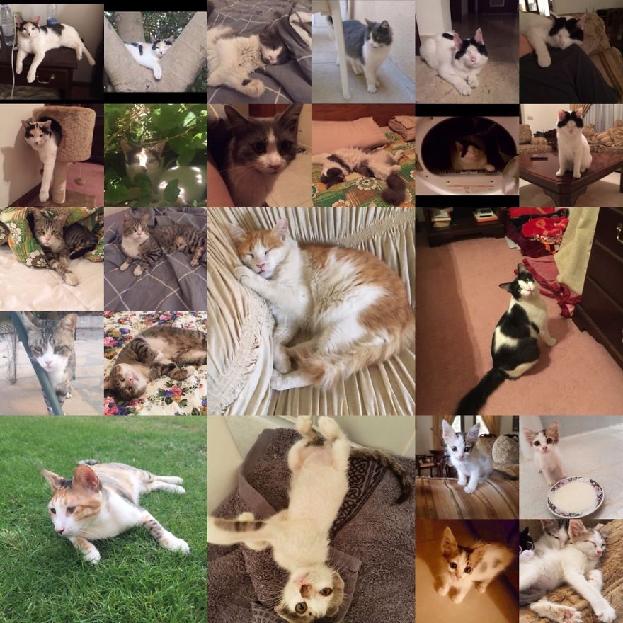 Some More Of Our Rescues ❤️