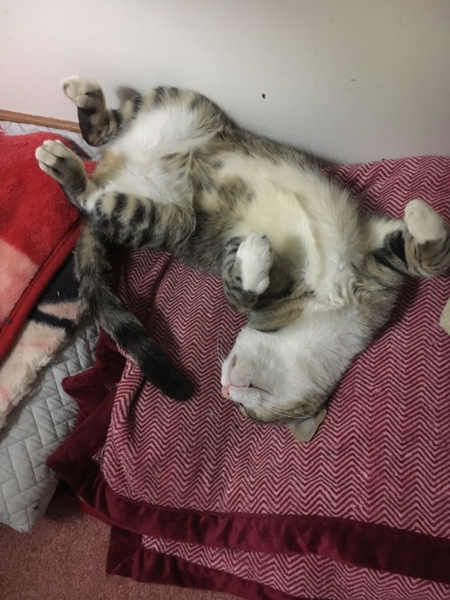 Please Try And Share Or Donate Our Go Fund Me Link At The Top Of The Page 🙂