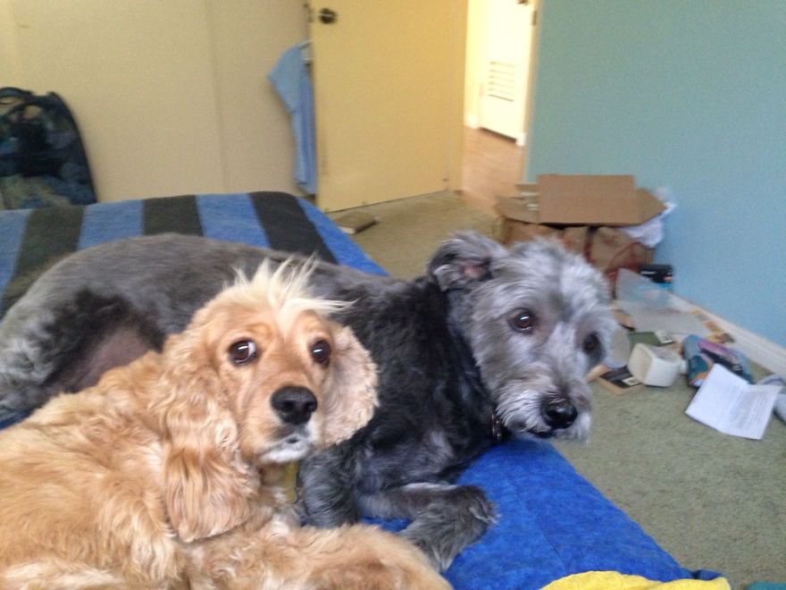 Lady And The Tramp! Both From The Pound.