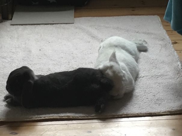 Pellinor Being A Jerk To Merlin