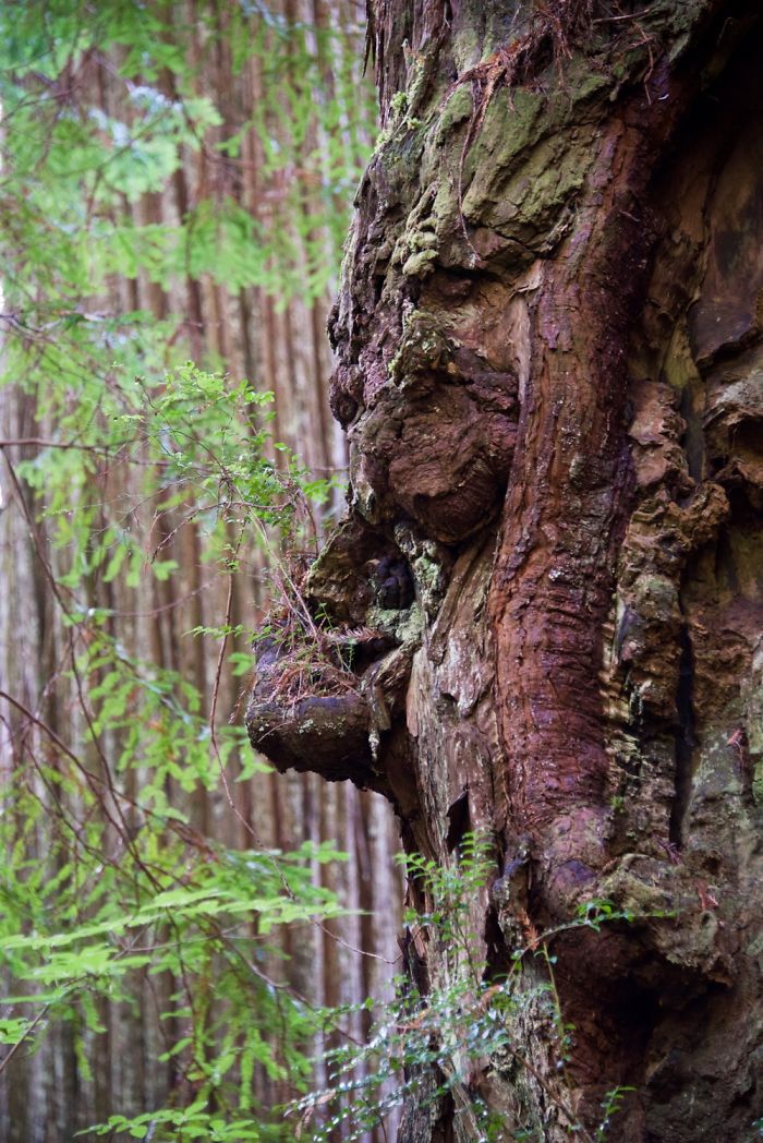 Sleeping Burl - Seen In Prairie Creek Redwoods State Park.