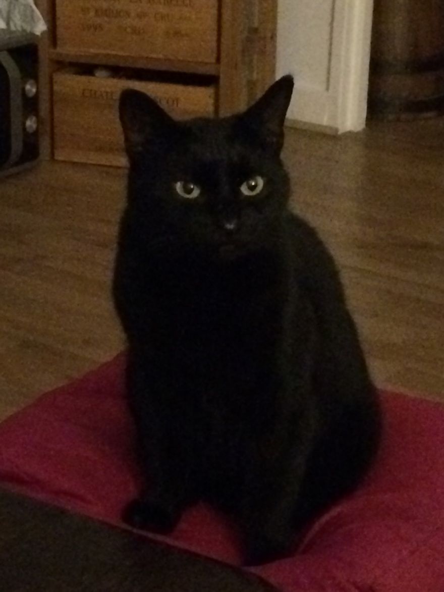 Xana, Adopted At 6 Months Has Her Private Seat.