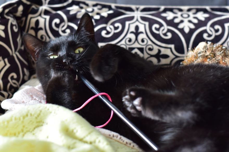 Melody, Rescued From The Street At 1 Year Old.