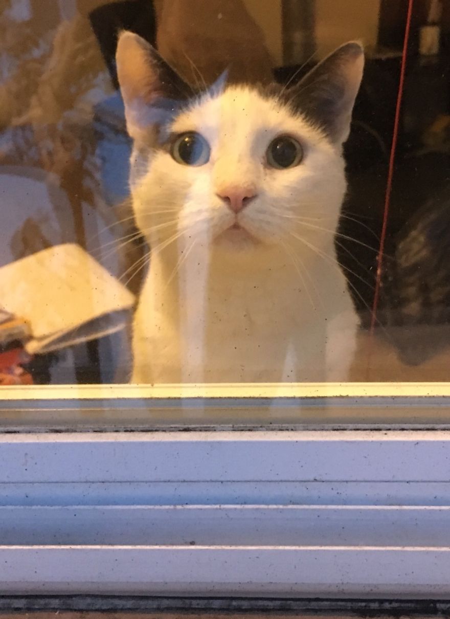 She Was 6 When We Adopted Her. She Is My Best Pal And I Feel Like We Knew Each Other Forever.