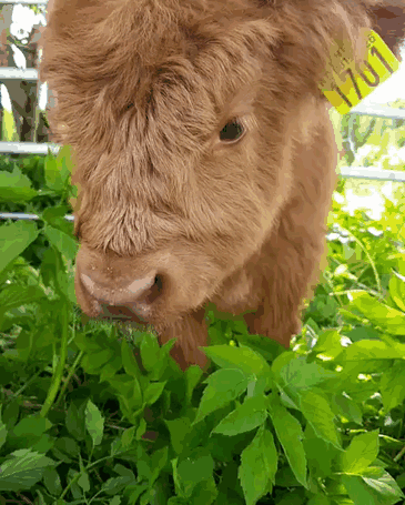 Cute-Baby-Highland-Cattle-Calves