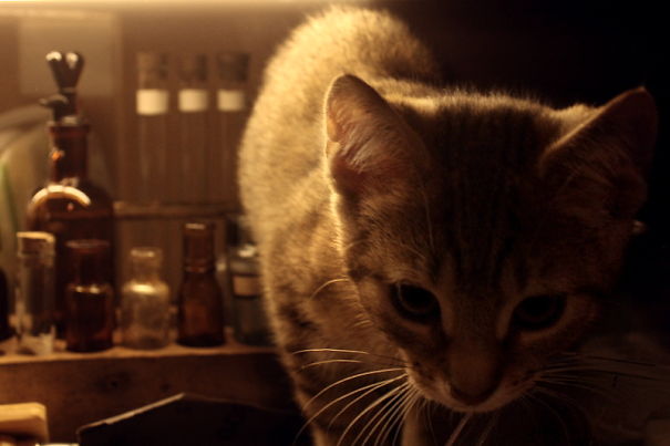 Helpful Paws In My Workshop, Part 2