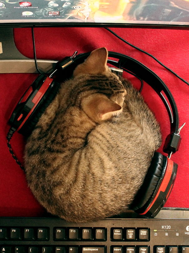 Helpful Paws In My Workshop, Part 2