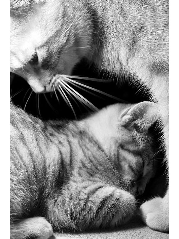 Helpful Paws In My Workshop, Part 2