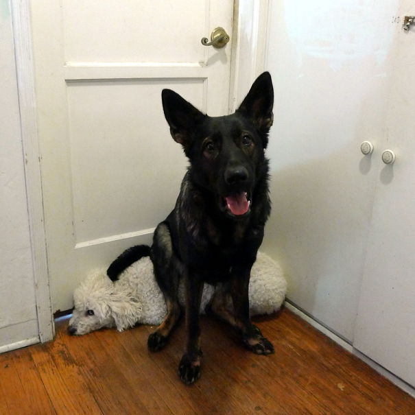 She Finally Found A Good Use For The Bichon.