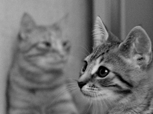 Helpful Paws In My Workshop, Part 2