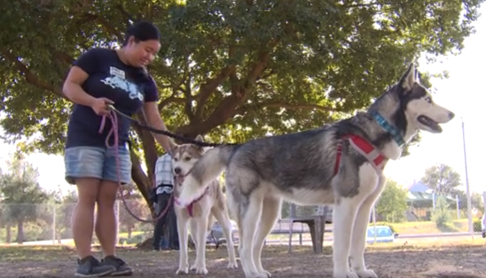 Someone Found These 2 Huskies Abandoned At A Dog Park With A Heartbreaking Note Someone Found These 2 Huskies Abandoned At A Dog Park With A Heartbreaking Note