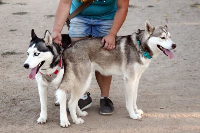 Someone Found These 2 Huskies Abandoned At A Dog Park With A Heartbreaking Note Someone Found These 2 Huskies Abandoned At A Dog Park With A Heartbreaking Note