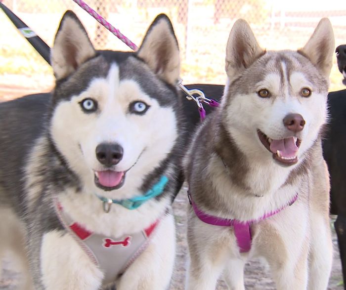 Someone Found These 2 Huskies Abandoned At A Dog Park With A Heartbreaking Note Someone Found These 2 Huskies Abandoned At A Dog Park With A Heartbreaking Note