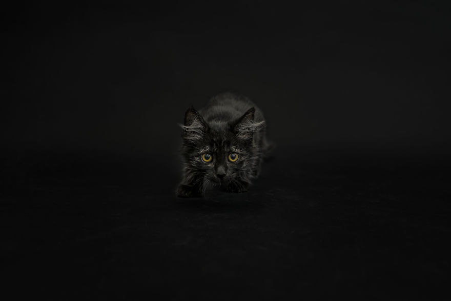 I Photographed Black Cats For Halloween