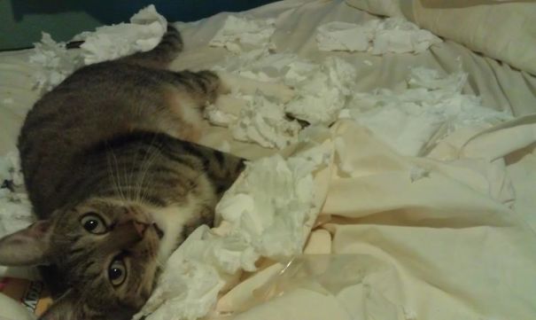 Came Home From Nightshift To Find The Whole Bed Covered.