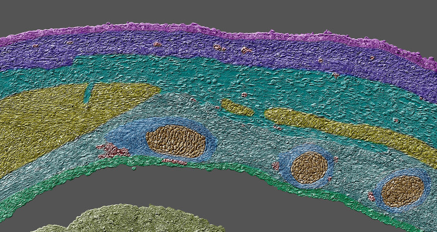 Embryonic Body Wall From A Developing Mus Musculus, Tennessee, 19th Place