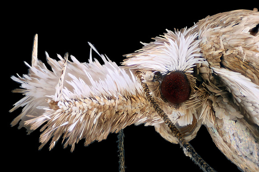 Small Moth, Rostock, Image Of Destinction