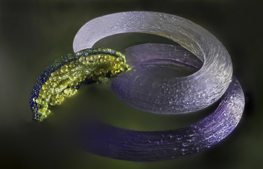 Stamen (Flower Organ),yahud Monsun, Image Of Distinction