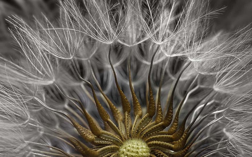 Senecio Vulgaris Seed Head, Israel, 2nd Place