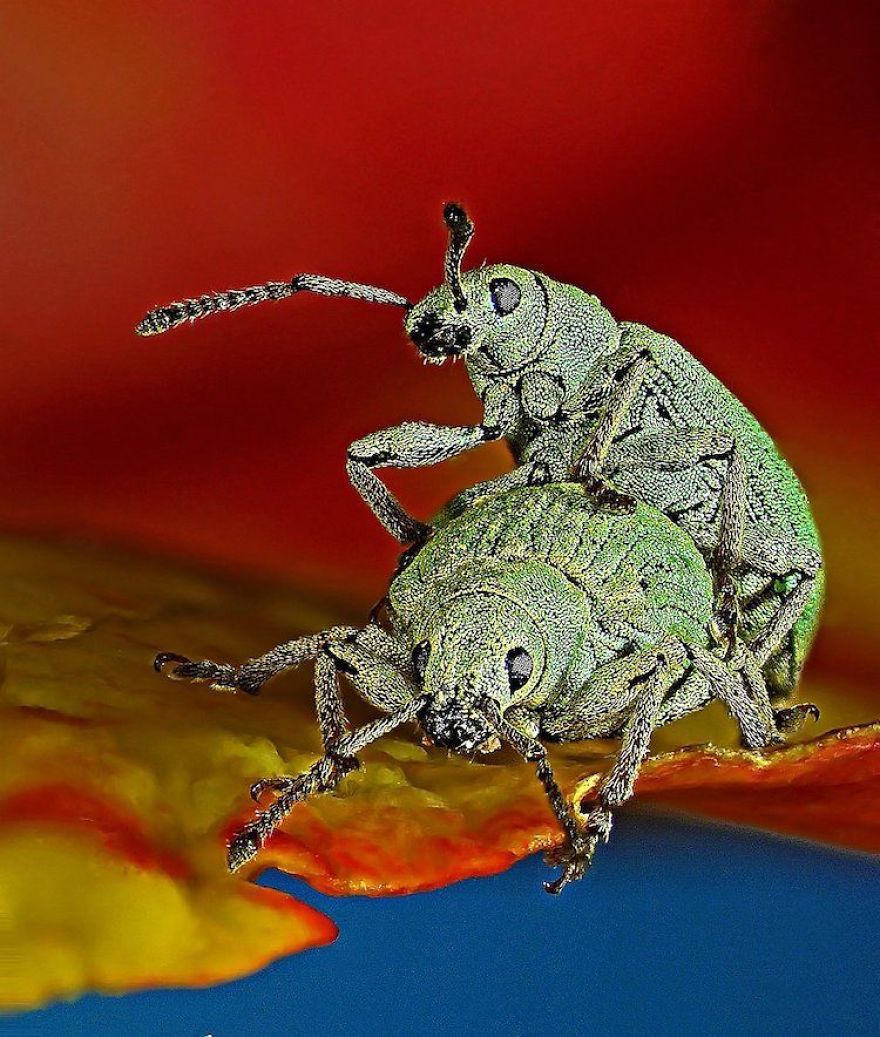 Phyllobius Roboretanus (Weevil), Keszthely, 10th Place