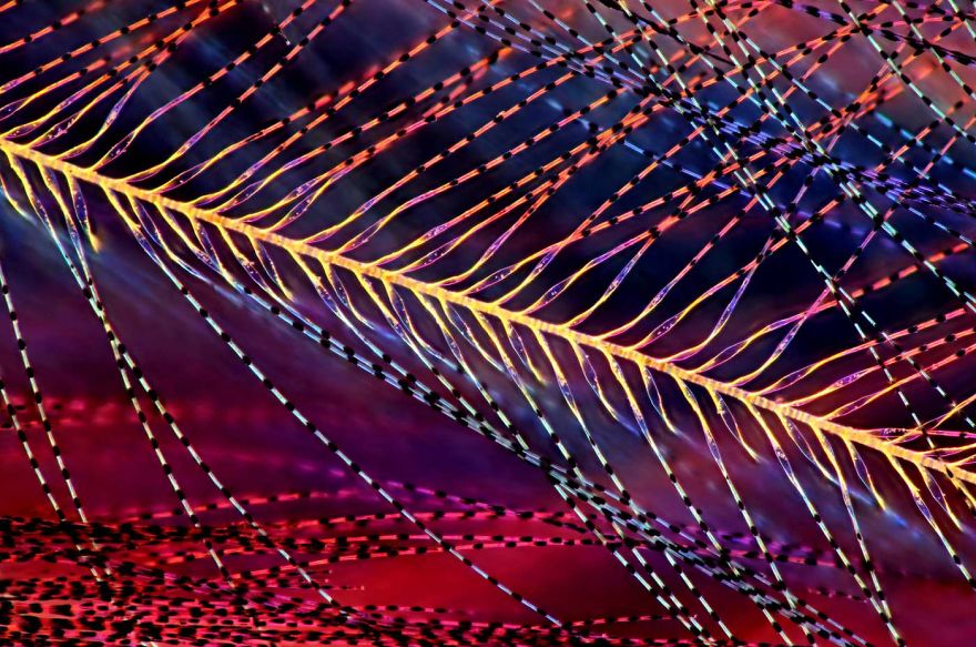 Parus Major (Titmouse) Down Feather, Podlaskie, 16th Place