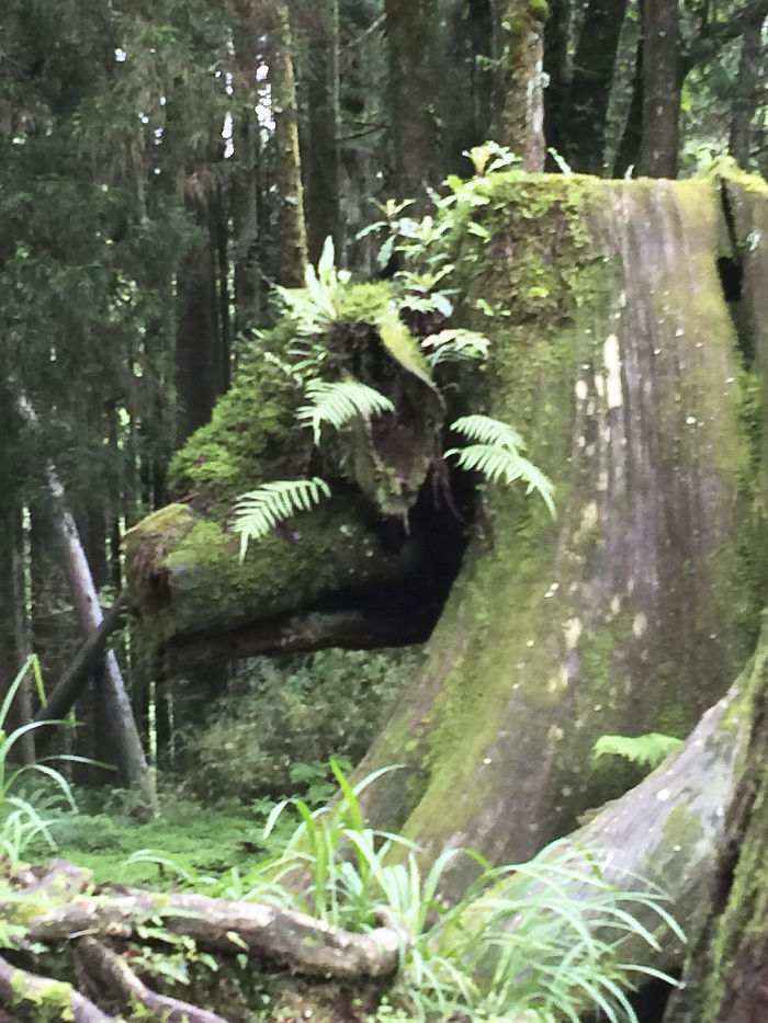 This Tree Stump Looks Like A Pig
