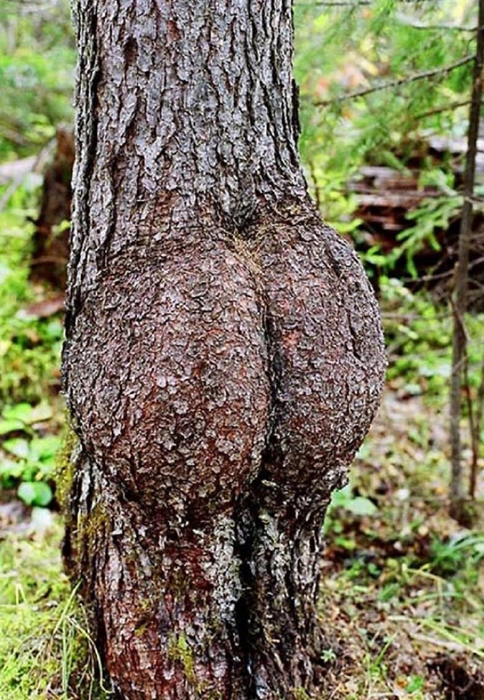 Tree Butt