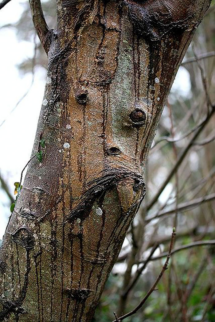 Tree Face