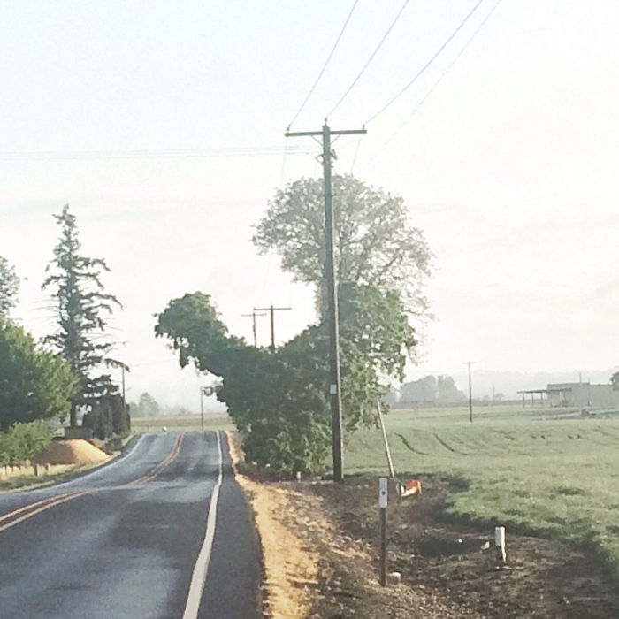 This Tree Kind Of Looks Like A Rooster