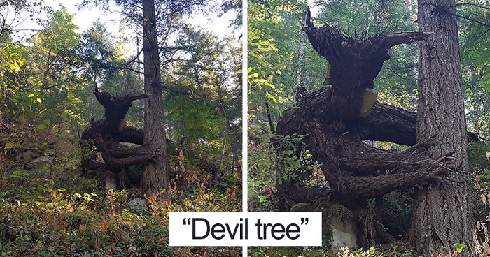 63 Trees That Look Like Something Else And Will Make You Look Twice