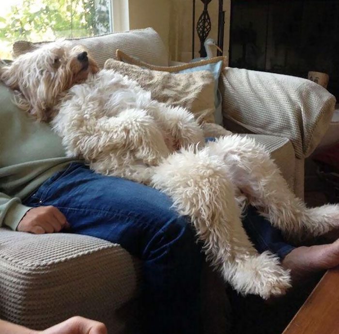 Share Photos Of Your Dogs Acting Like Humans