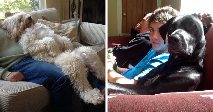 Share Photos Of Your Dogs Acting Like Humans