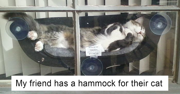 62 Spoiled Cats That Probably Live Better Than You