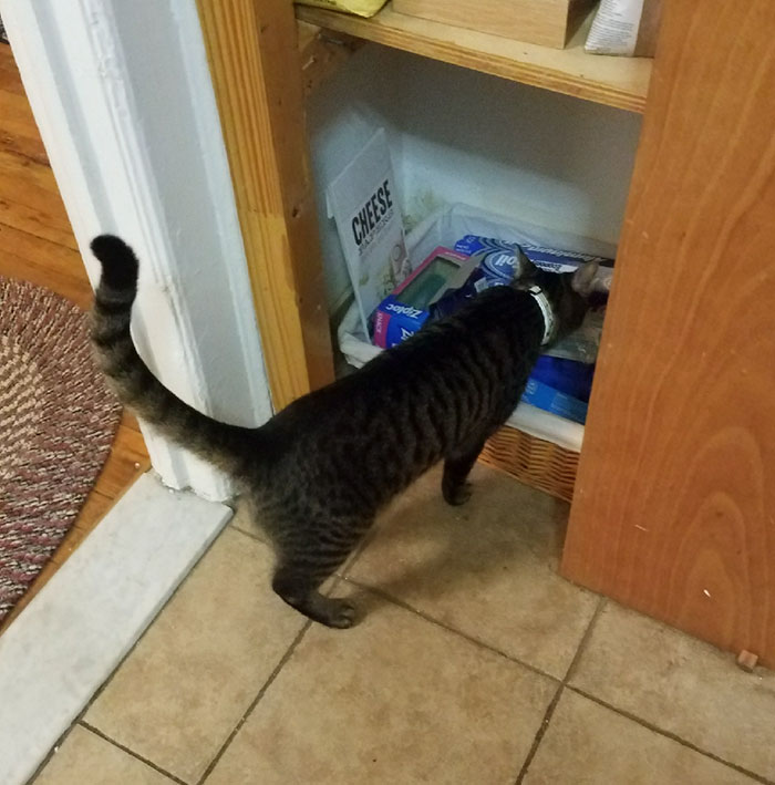 Boyfriend Doesn't Believe His GF Who Blames Cat For Missing Kitchen Objects, So She Decided To Catch Everything On Cam Boyfriend Doesn't Believe His GF Who Blames Cat For Missing Kitchen Objects, So She Decided To Catch Everything On Cam